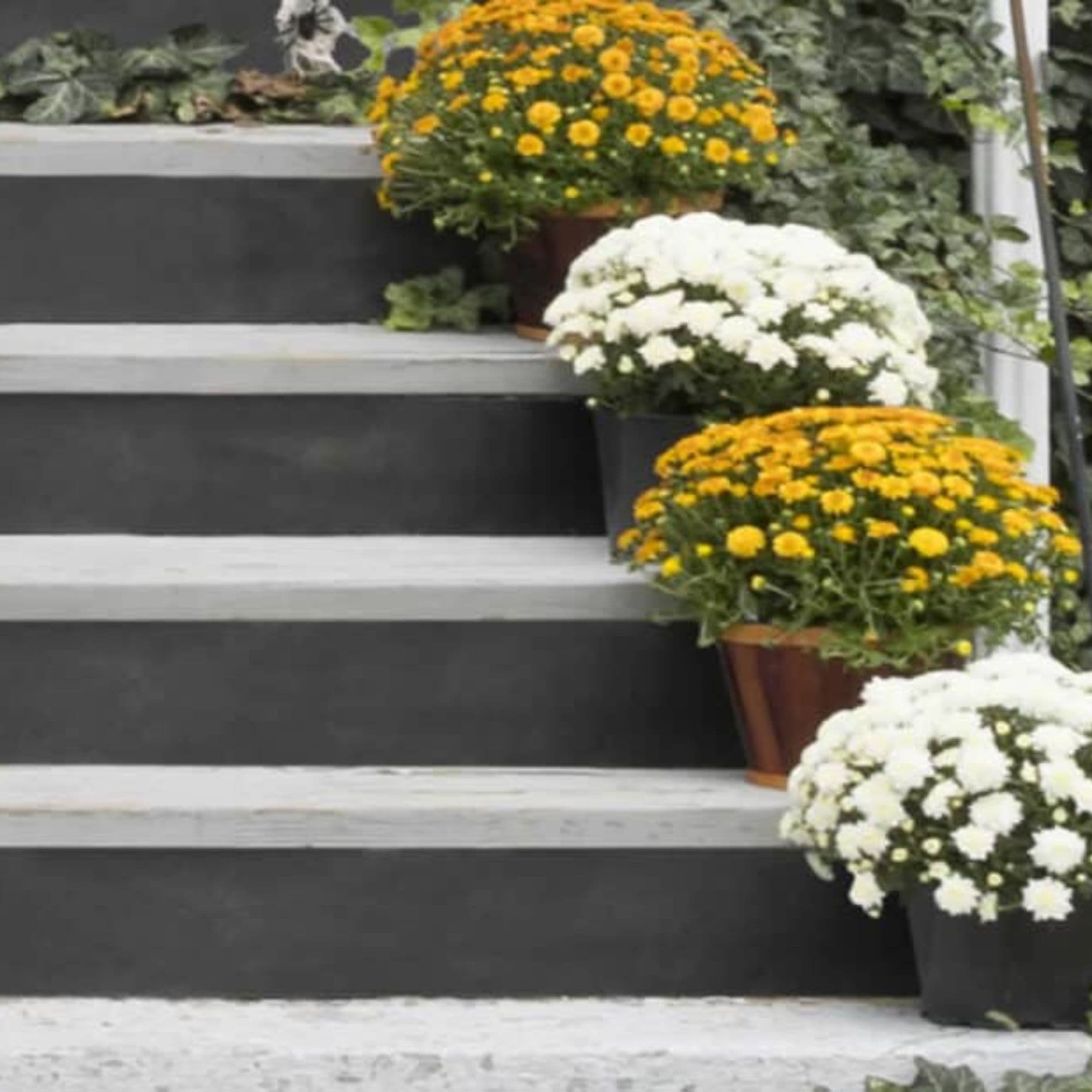 Flowers are lining a black plywood covered staircase.